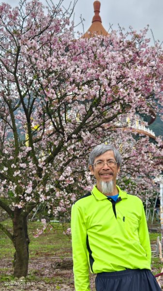 #天元宮 #吉野櫻 #頂湖小鎮 #紫藤 3/283024023