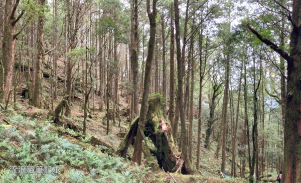 【谷關七雄】八仙山主峰步道2894884