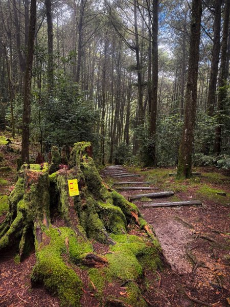 船型山-稍來小雪山國家步道3138044