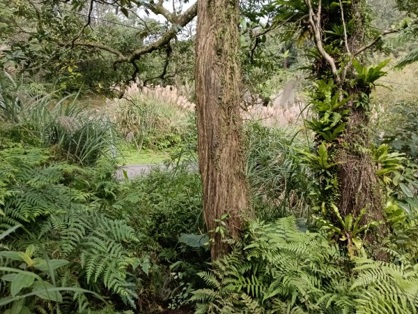 汐止區茄苳越嶺古道+上鹿窟崙山+九層坪山+四分尾山+大尖山8字走2981598