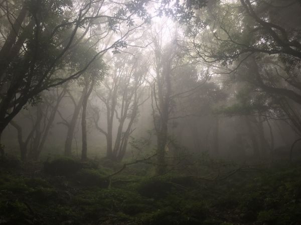 觀霧檜山巨木森林步道171714