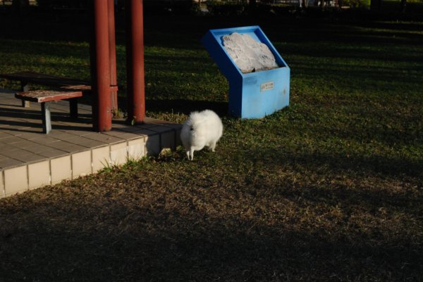 帶銀狐犬去廍子公園散步 2024.1.162404658