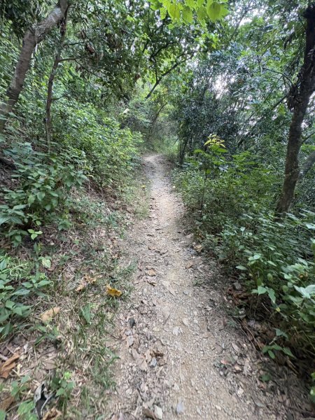 20251109棚集山步道2935231