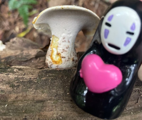山野中的小精靈🧚‍♂️2289759