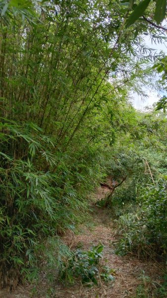 金山區倒照湖-阿里磅稜線路-阿里磅瀑布-竹子山古道-倒照湖47號P字走3134794