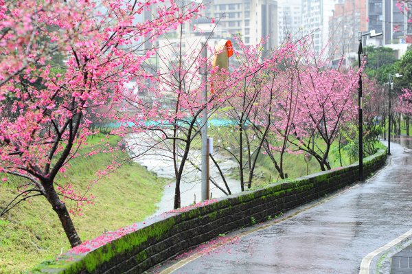 2022 D0203  汐止區康誥坑溪 水岸櫻花大道