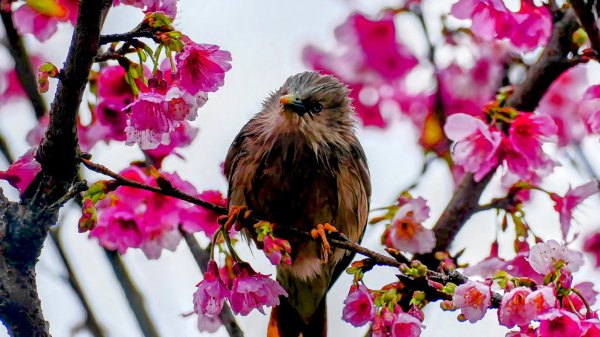 《青玉案・樂活櫻雲照水》2709189
