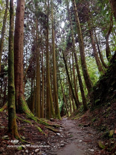 【新竹】觀霧森林遊樂區：檜山巨木群步道2397406