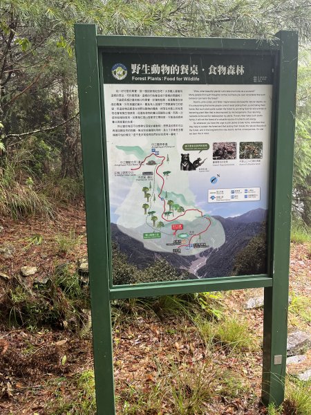 [玉山尋寶任務-02/12] 2025_0727 中之關、天池步道/南橫公路2847631