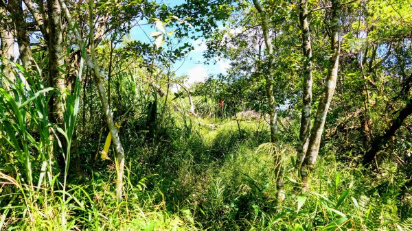 黃櫸皮寮山2898313