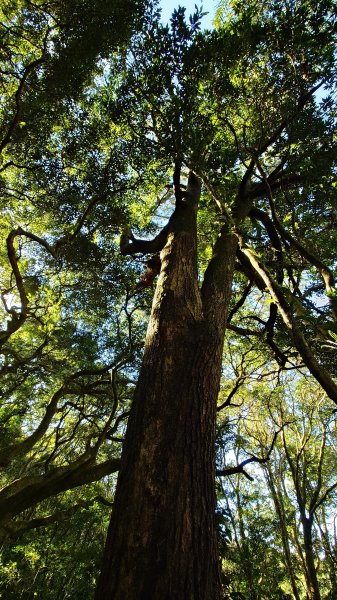 20260125 陽明山前後山健行(無極天元宮~山仔頂步道.向天池.向天山.面天山.二子坪)2997971