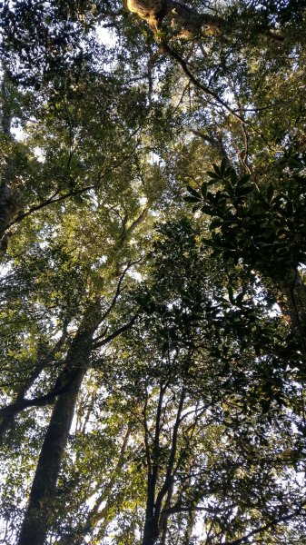 2020.03.08塔曼山872658