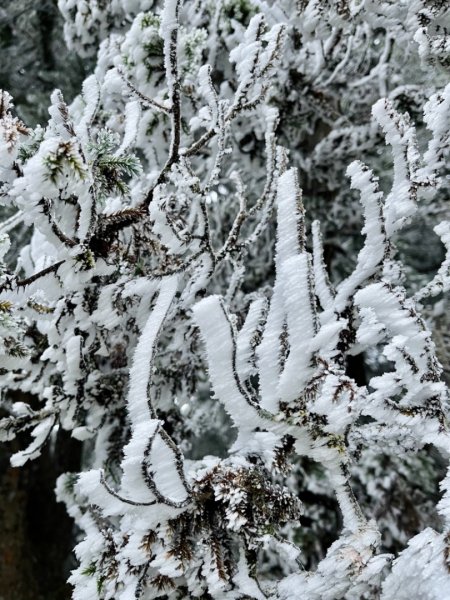絕美銀白世界 玉山降下今年冬天「初雪」1236000