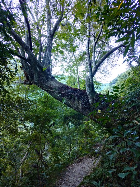 佳保台山-八仙山2910252