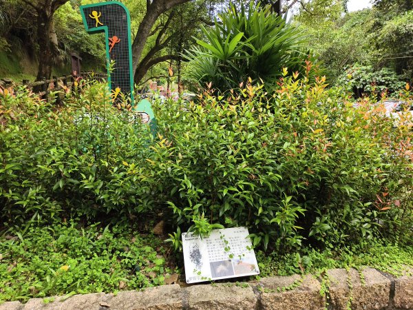 [百山百鳥尋旅-08/15] 2025_0831 大坑1號步道2876188