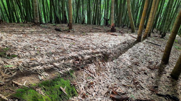 《雲林》望好望角｜石壁山嘉南雲峰步道(中側登山口）202506072805443