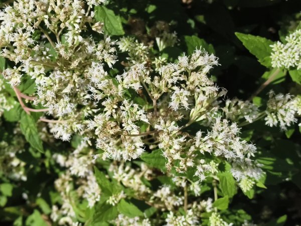 [百山百鳥尋旅-11/15] 2025_0927 大屯主峰-連峰步道_二子坪步道2899548