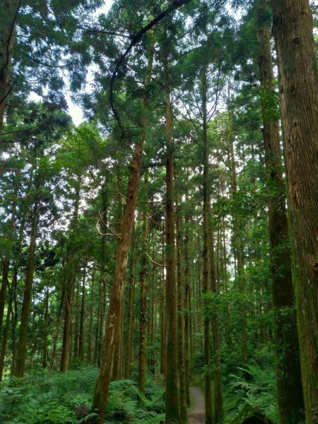 東眼山及親子峰步道592095