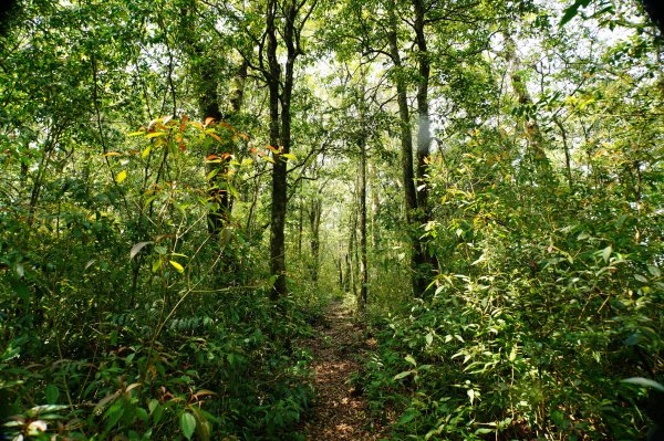 新北 烏來 志良久山3035163