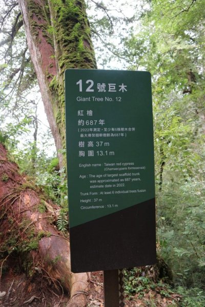 〔桃園復興〕拉拉山巨木，史詩級魔幻森林，75公頃紅檜 扁柏森林浴2237149
