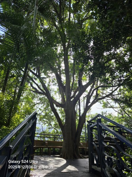 2025-12-06微笑山線：【二格山系】和美山螢火蟲段2956808