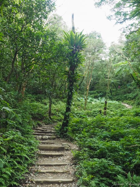 [宜蘭]五峰旗-聖母山莊-三角崙山820491