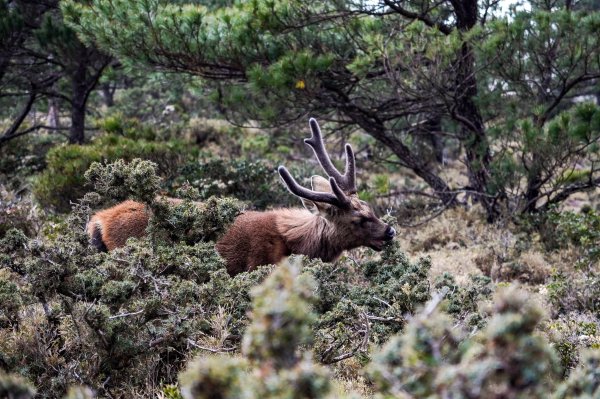 戒茂斯上嘉明湖三天兩夜2769431