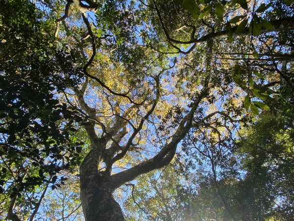 114.11.16 北得拉曼追黃金山毛櫸2937902