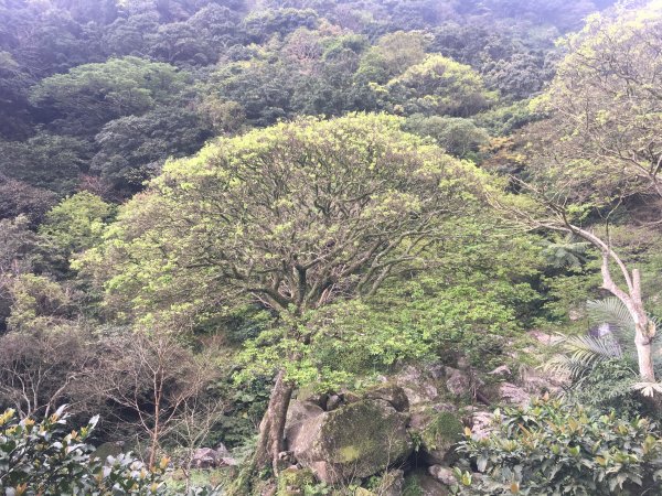 楓樹湖 巨石花園576101