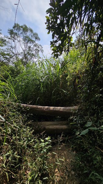 【稜線瘦如刀鋒，山形橫亙如屏風】解鎖第55座小百岳 #045 大橫屏山2932886