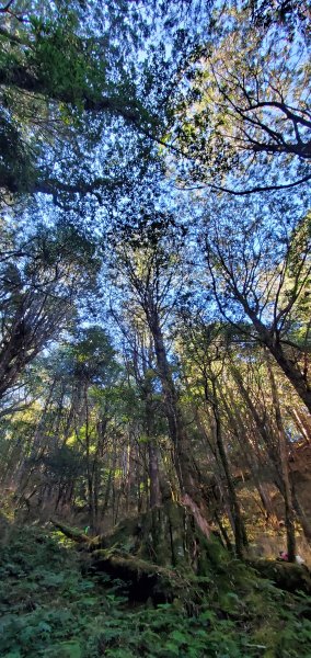 谷關七雄老大-八仙山 聖誕節大台中APP完登谷關七雄第二輪1972072