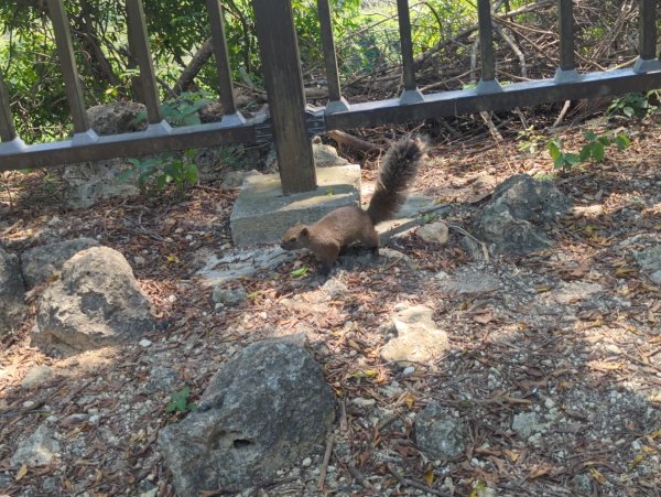 2025.03.25－壽山健走2746387