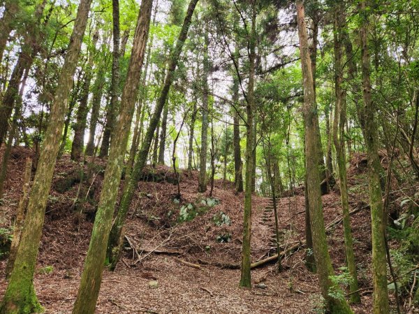 【中級山】五星級步道，谷關七雄馬崙山（八壯士進，斯可巴出）2744976