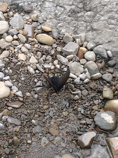 達娜伊谷-里美避難步道-巨石板步道-約富霓2788568