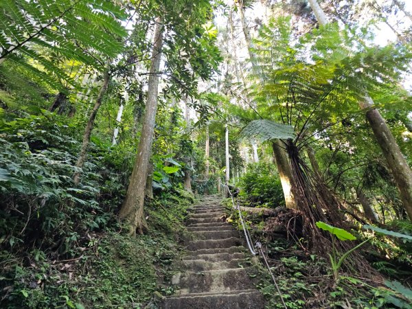 五指山橫向登山步道 - 2024森遊竹縣皮皮獅Hike客任務2555814