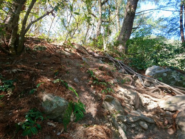 屋我尾山(麗陽線)821150