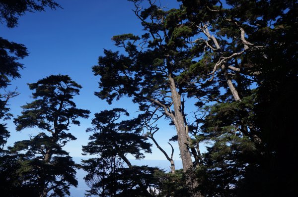 無與倫比的臺灣鐵杉與雲海～北大武山1125122