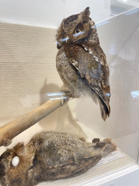 雨天備案💙 台灣博物館的古生代館-台大動植物館免費參觀-北投♨️季2807516