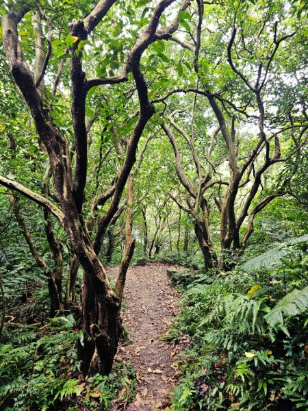 2026年臺北大縱走第六段：中華科技大學至捷運麟光站3026046