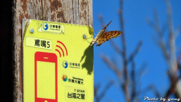 鳶嘴稍來山順時針標準O型縱走1183076