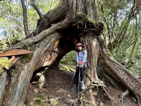 塔曼山 連走 拉拉山森林遊樂區 O繞 202510112923680