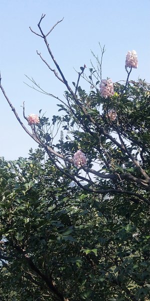 基隆國家新城樂利山，國寶鐘萼木開花惹1281543