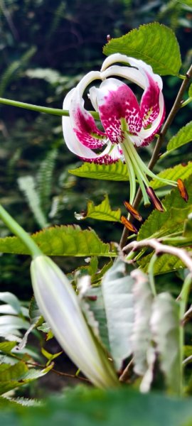 雲山水花鳥蝶-天龍國阿伯的日常 #艷紅鹿子百合 #大鳳蝶 #玉帶鳳蝶2863949