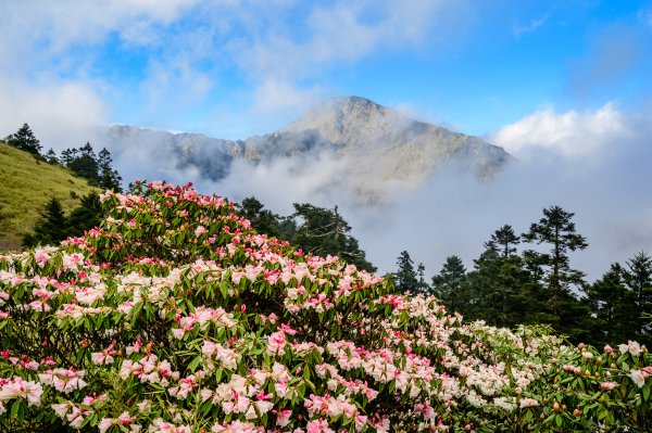 20190417晴天合歡杜鵑花況前線