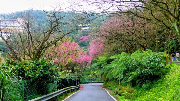 勤進路櫻花3009718