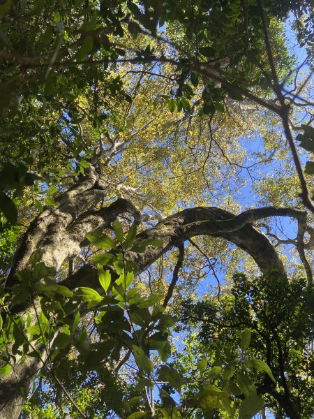 114.11.16 北得拉曼追黃金山毛櫸2937892