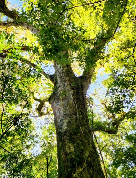 【中級山】插天山的奇幻世界，赫威山，赫威神木群步道2741297