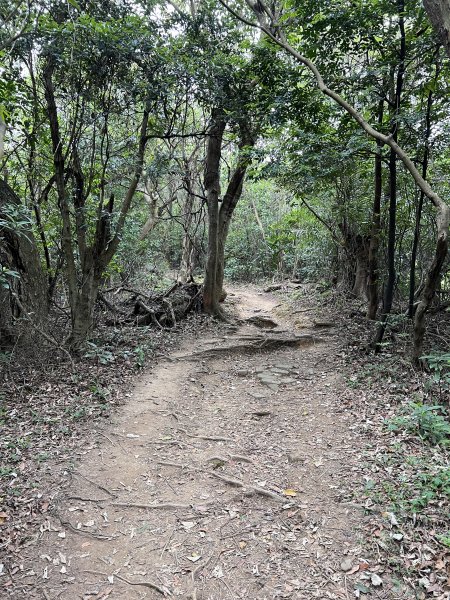 20230514-臺北大縱走第五段之巧遇藍鵲（碧山巖→劍潭捷運站）2150882