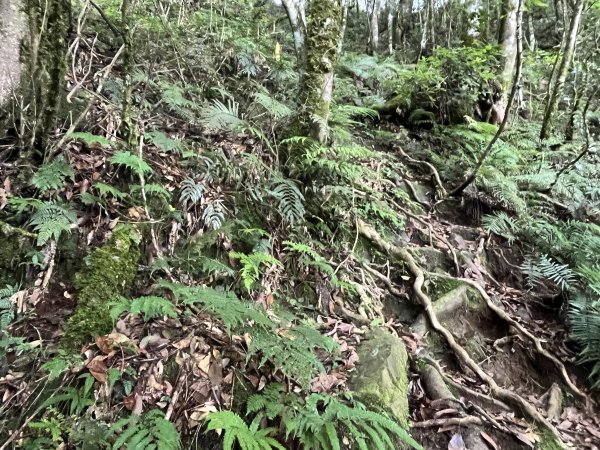 2025_0622 霞喀羅大山2819199