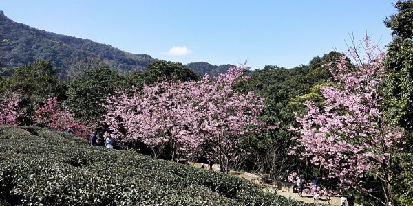 202102 熊空茶園 & 熊空山初體驗1271134